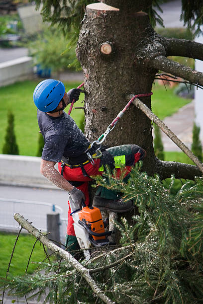 Trusted Helena, AL  Tree Services Experts